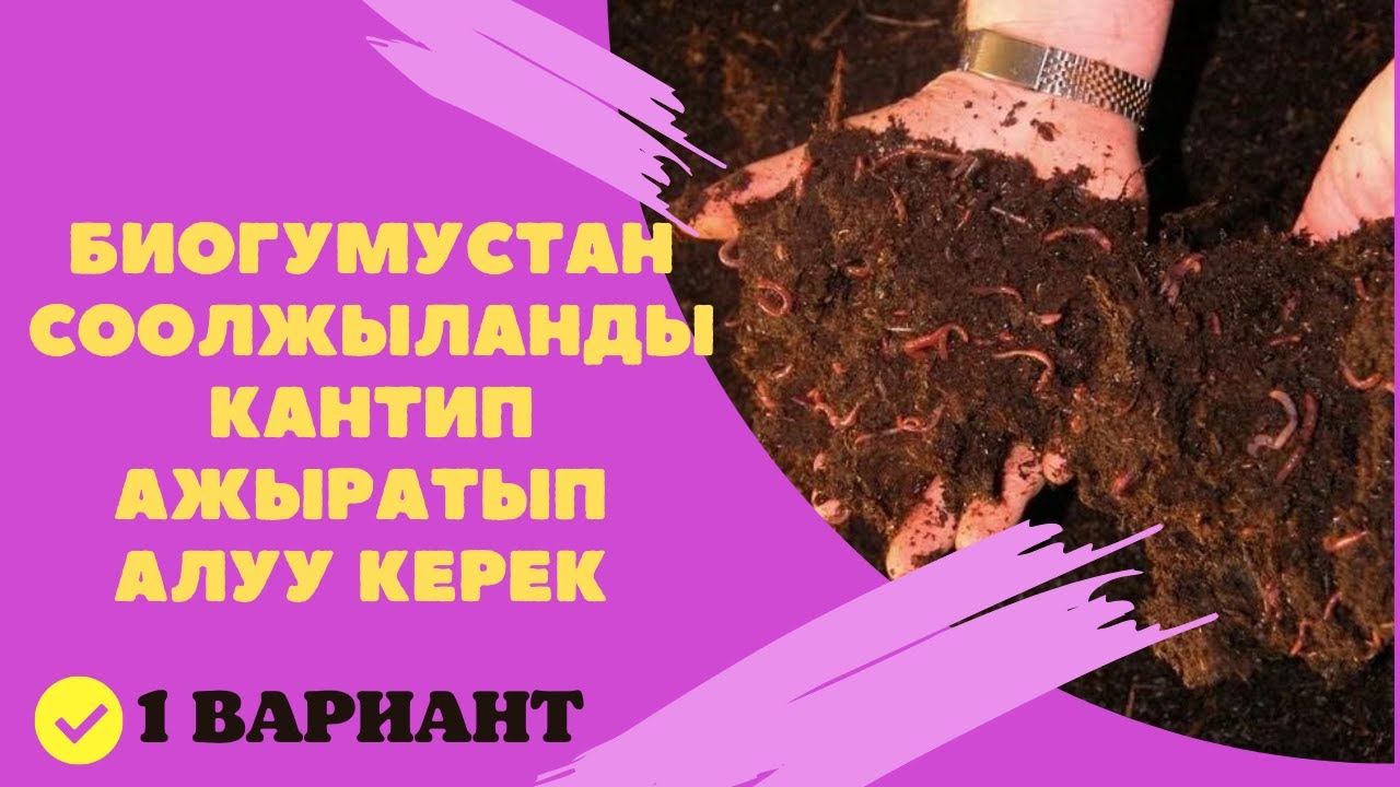 БИОГУМУСТАН СООЛЖЫЛАНДЫ КАНТИП АЖЫРАТЫП АЛУУ  ЖОЛДОРУУ// 1 ВАРИАНТ