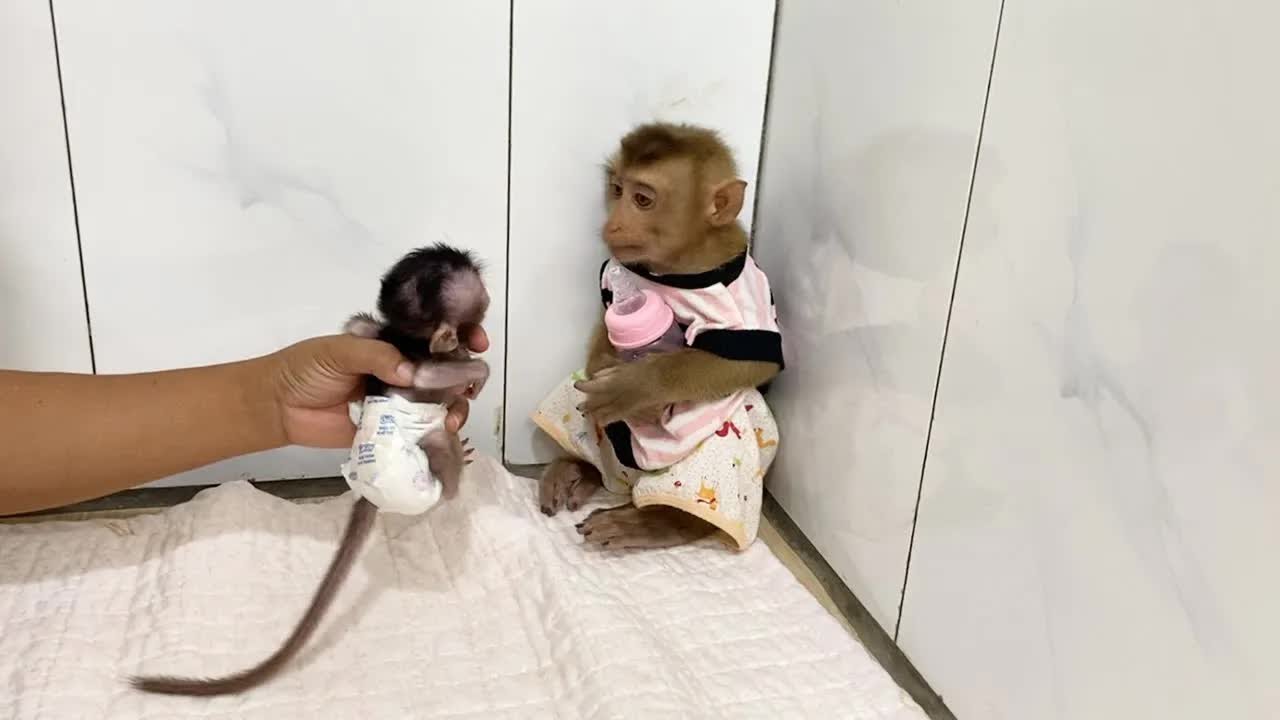 DAM Is Still Thinking Not Yet Approve To Pick Tiny Shiba