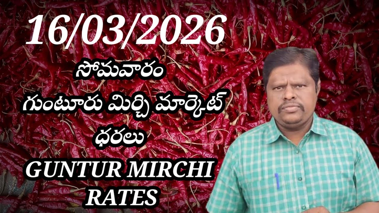 16 March 2026 GUNTUR MIRCHI MARKET RATES గుంటూరు మిర్చి మార్కెట్ ధరలు 