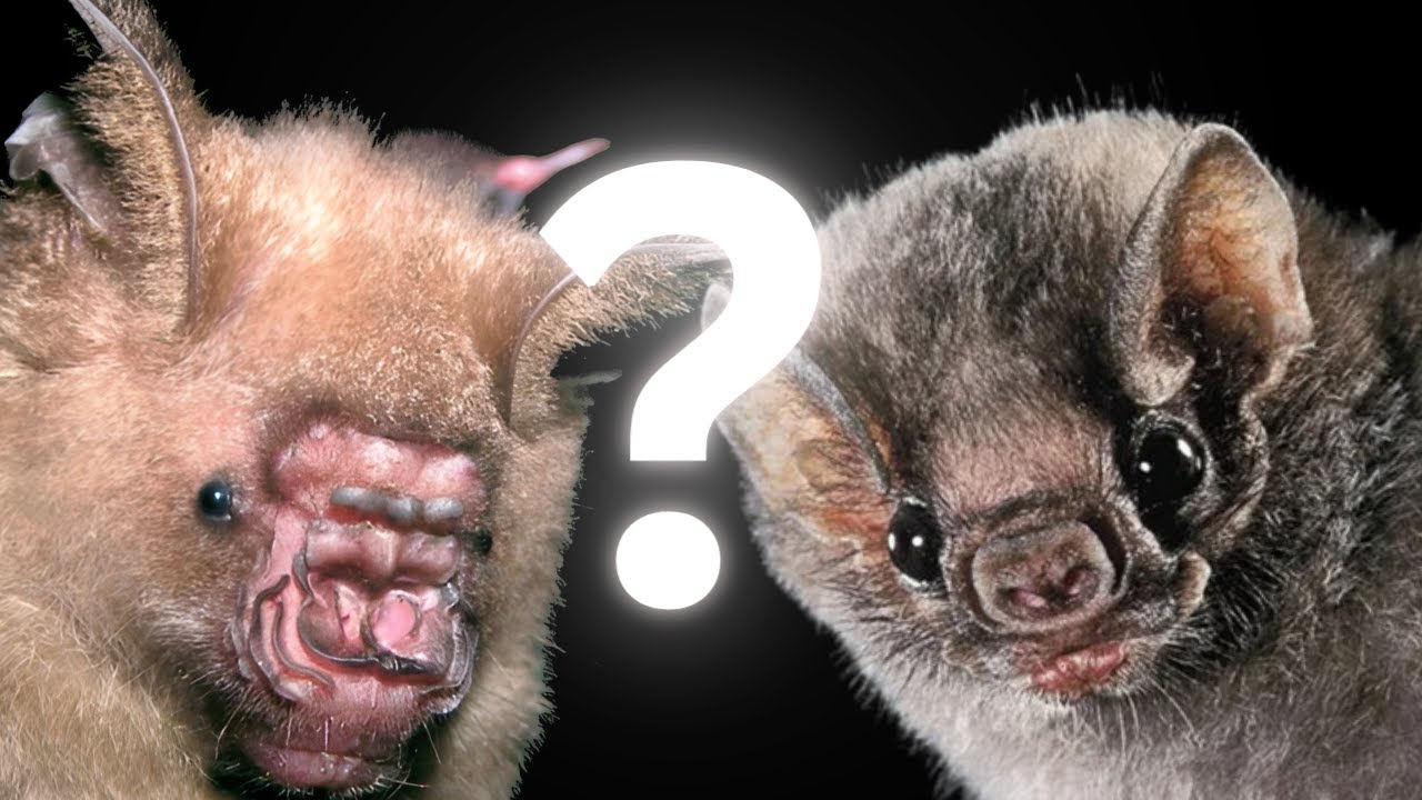 Bats: The most misunderstood animal