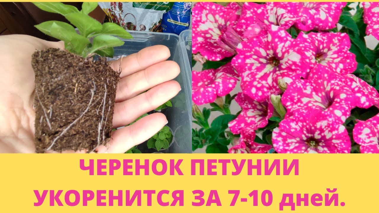 Черенкование петунии. Быстрый способ.Черенок даст корни за 7-10 дней. Результат черенкования.