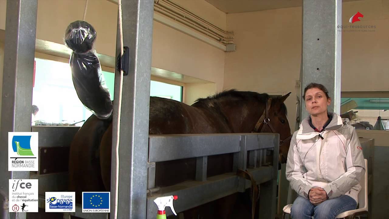 Métier - Inséminateur Equin