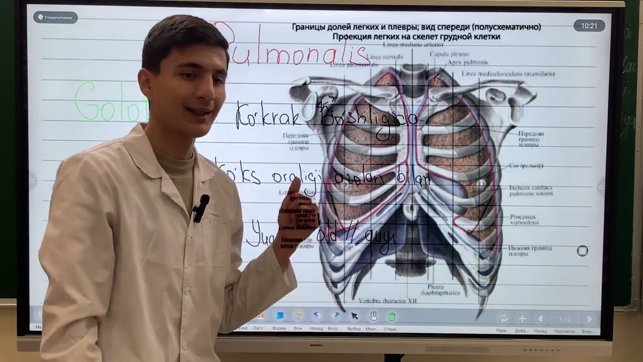 O'pka anatomiyasi//Pulmonalis//Lungs