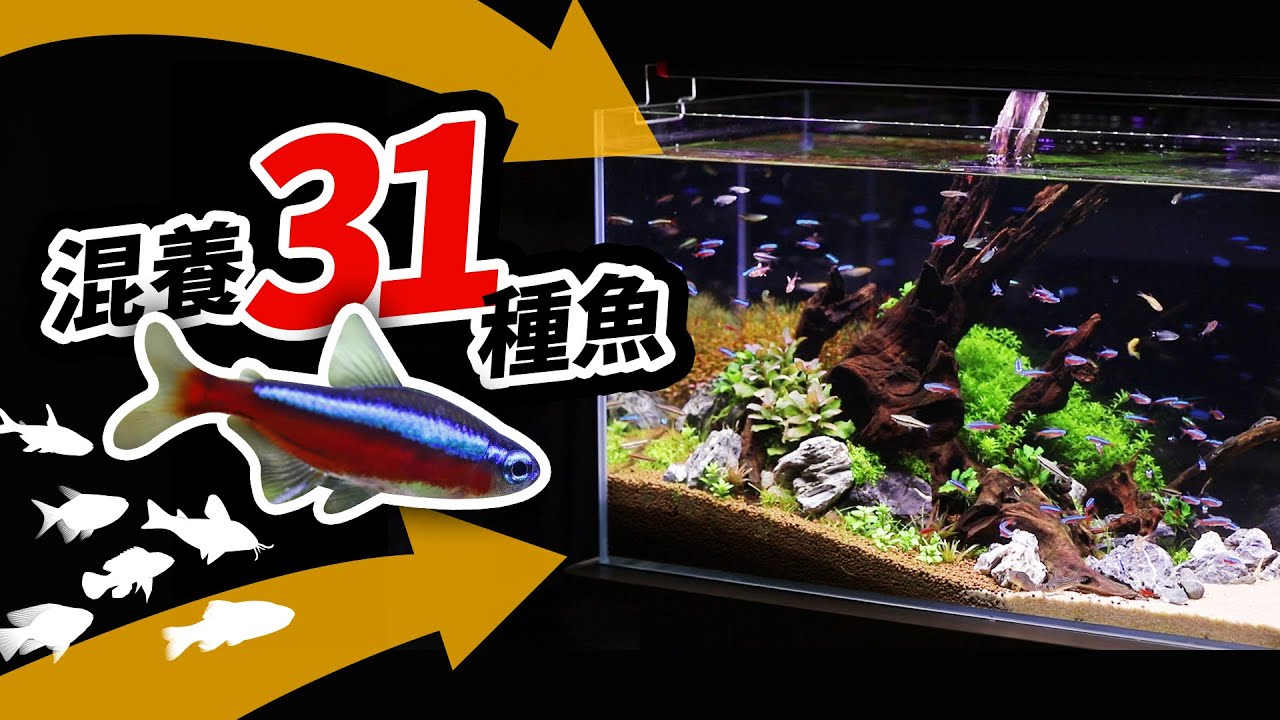 燈魚混養教學，31種可以和平共處的魚隻 Tetra Community Guide: 31 Peaceful Tankmates That Can Live Together 紅蓮燈 燈科魚