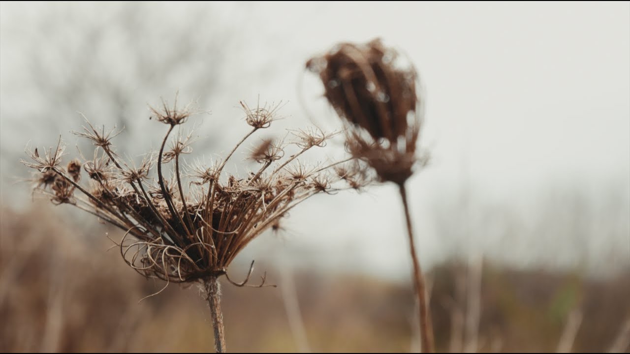 Ziomkowisko - Tchnienie/Breathe In [muzyka relaksacyjna/relaxing music]