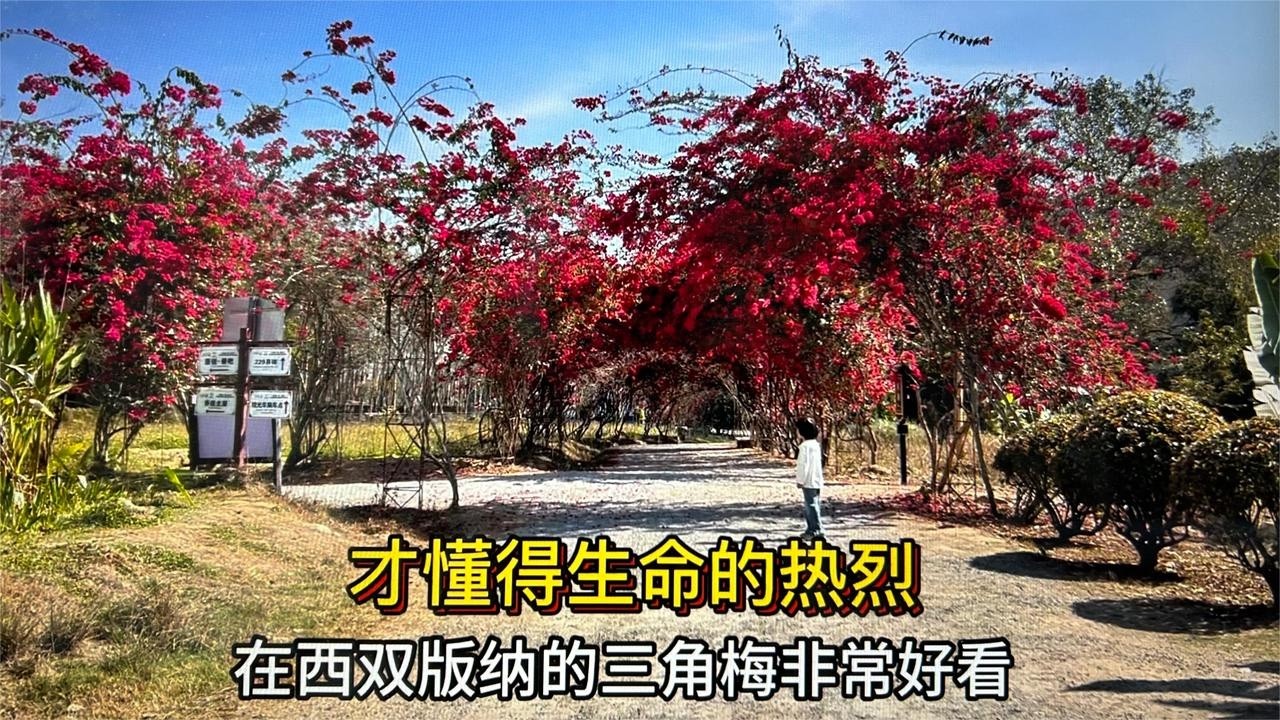 西双版纳三角梅的绚烂绽放正当时！才懂得生命热烈和生机盎然