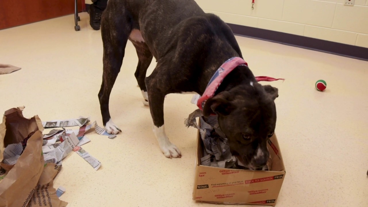 How to Make an Enrichment Box for Your Dog