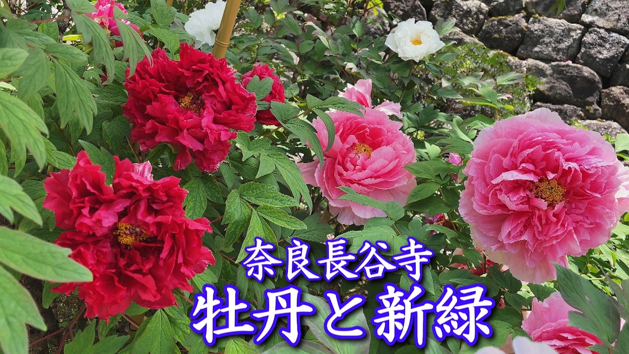 【奈良長谷寺】牡丹と新緑