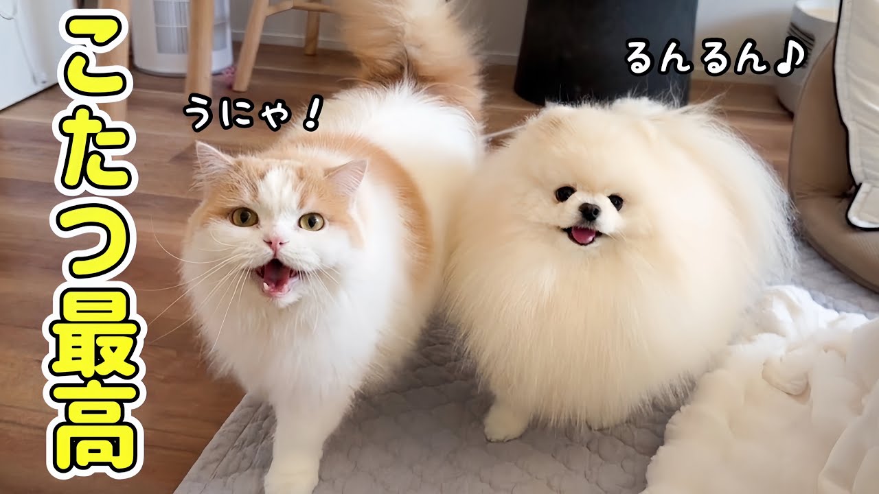 はじめてのコタツに猫と犬がキャッキャと大はしゃぎで可愛すぎました！