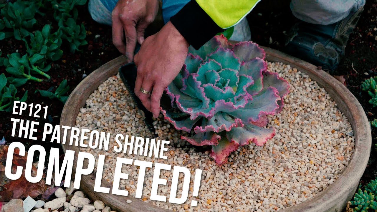 #121 Choosing top dressing for my succulent pots and bowls | The Patreon Shrine