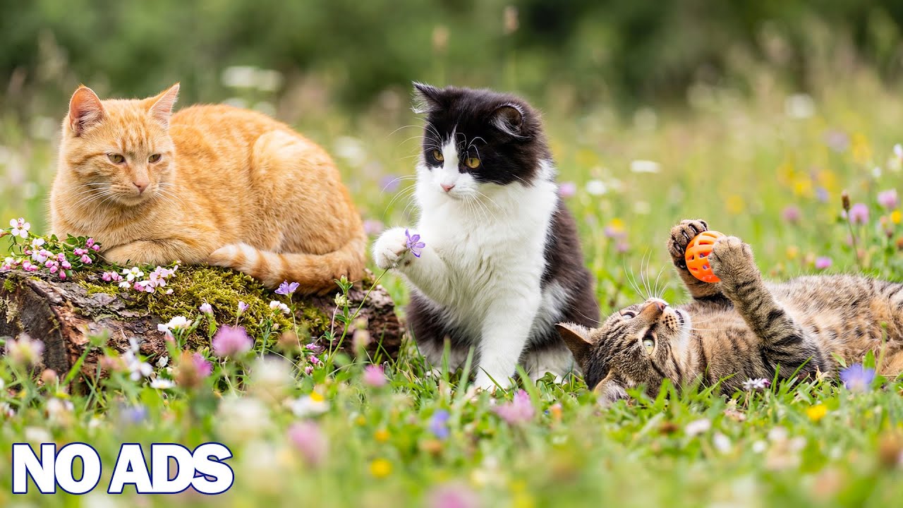 12 часов успокаивающей музыки для кошек 🐈 против тревоги разлуки 💖 музыка для снятия стресса