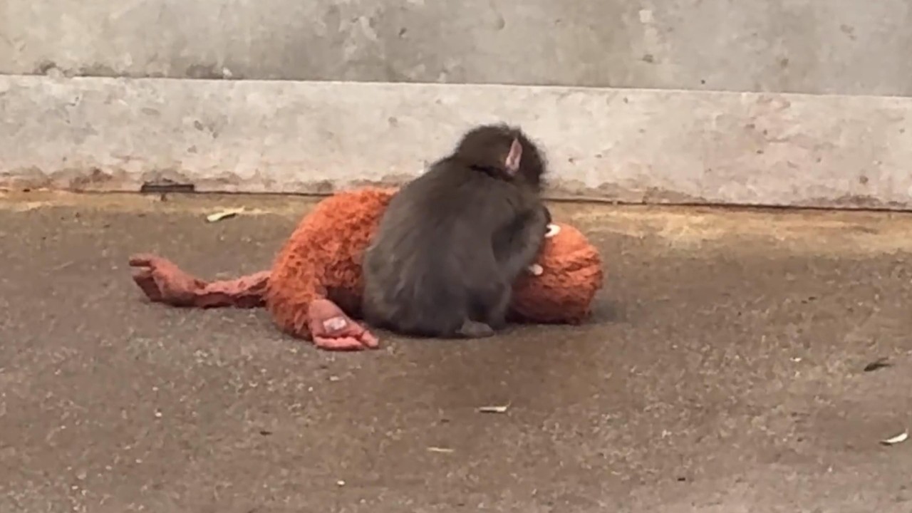 番外編 朝ご飯を食べてお腹いっぱい！ママとお昼寝タイムのパンチくん【番外編】【市川市動植物園】ニホンザル