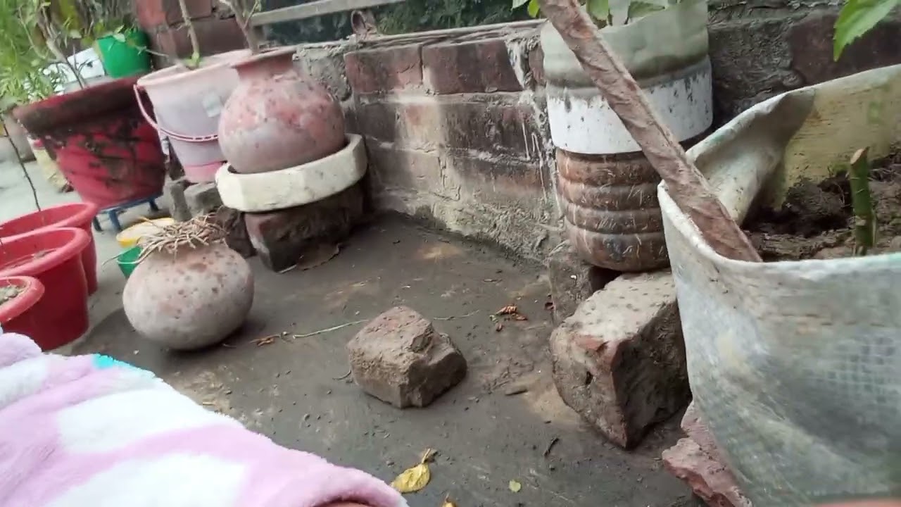  गुलाब की कटिंग कैसे लगाए।। और क्यों उपयोग करना चाहिए एलो वेरा इसका क्या लाभ है।। 🌹
