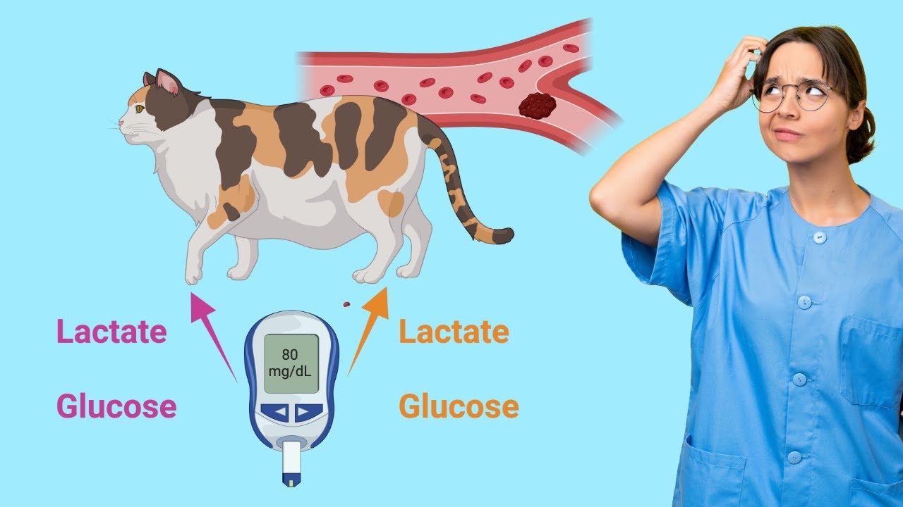 Diagnosing Thromboembolism in Cats: Simple Tools That Work