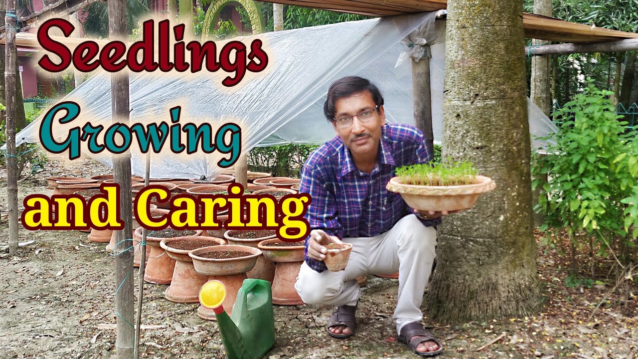 How to Start Seeds / Seedlings growing and Caring Tips/  The Full Procedure
