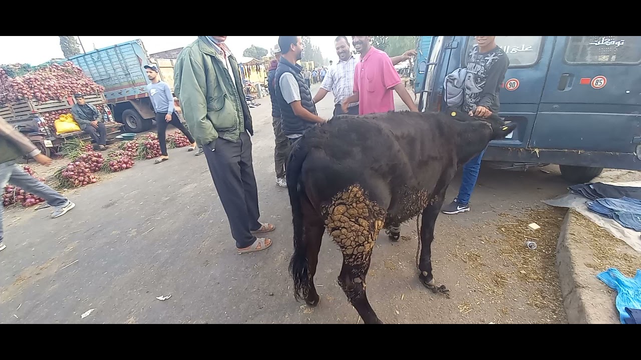 اجي تشوف كيفاش تشري أضحية العيد والعلامات الي خاصك تتبعها