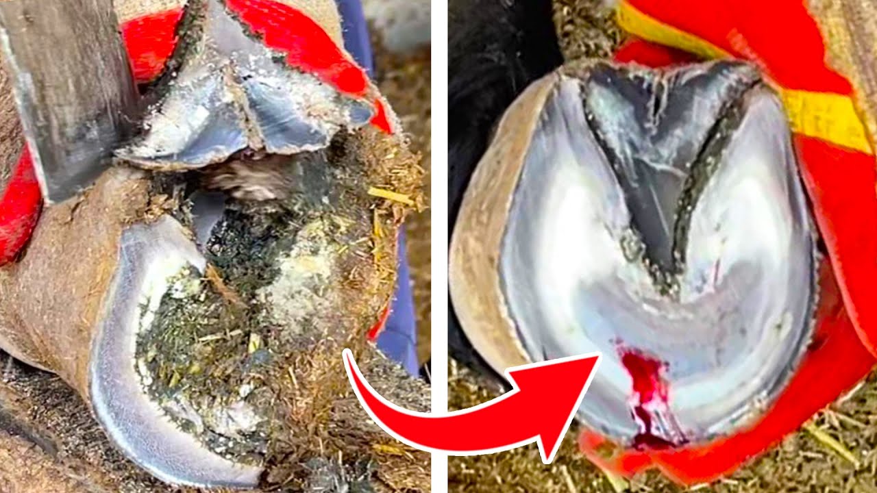 Hoof repair: Hard donkey hooves turn into bean dregs!【ASMR hoof】