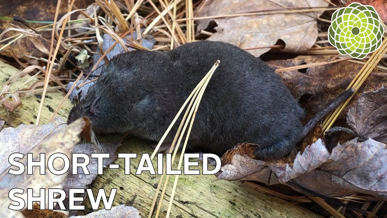 Short-Tailed Shrew — The Nature Tapes