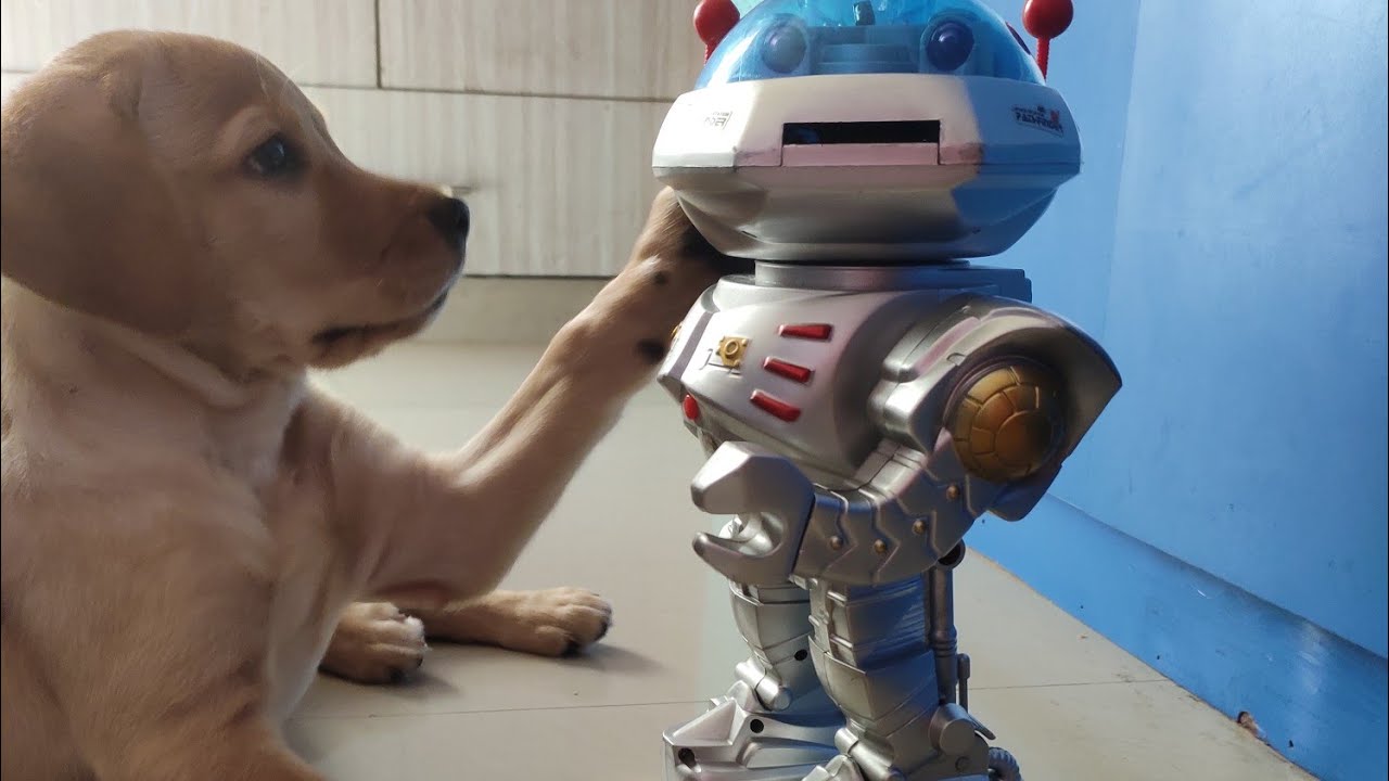Labrador Milo v/s Robot Toy