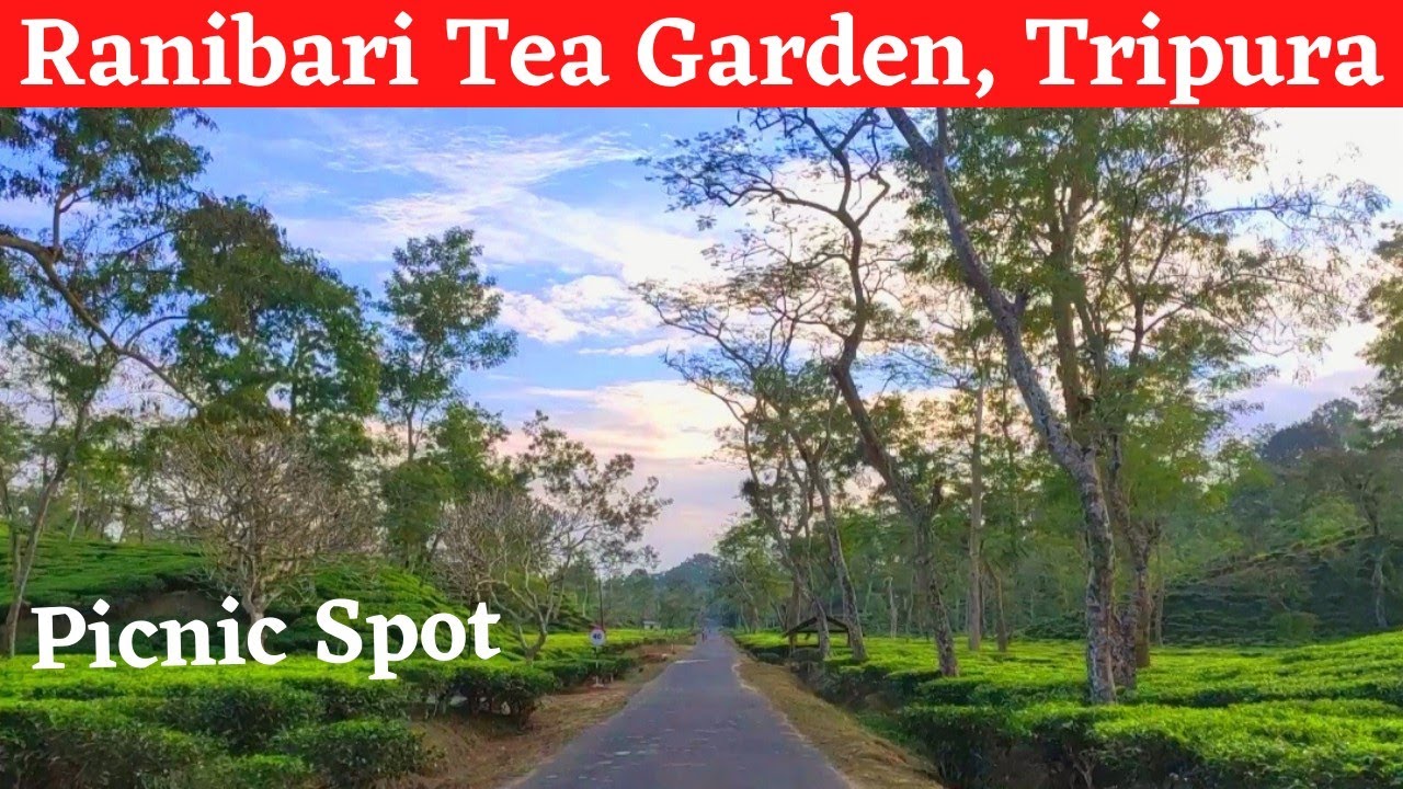 Picnic Destination in North Tripura|| Ranibari Tea Garden|| Vlog