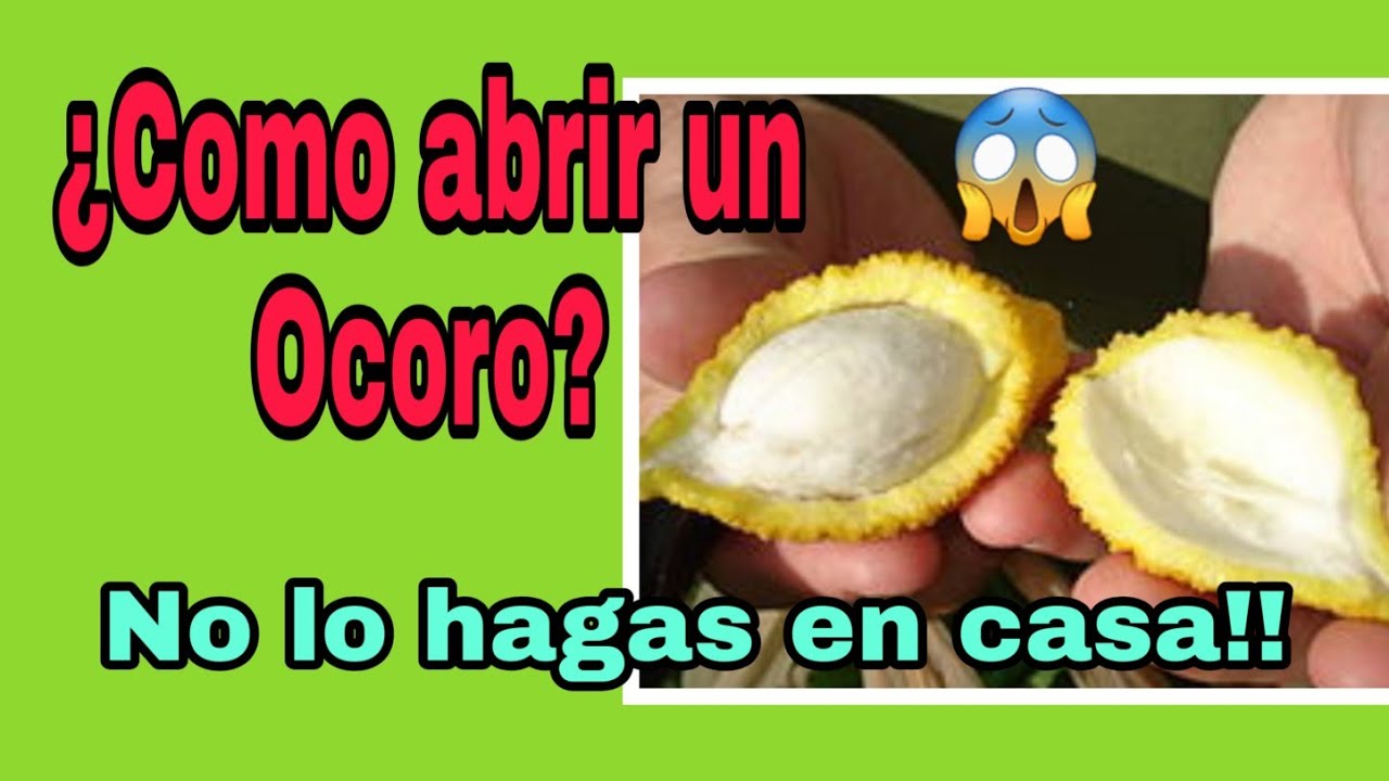 Como abrir un Ocoro??