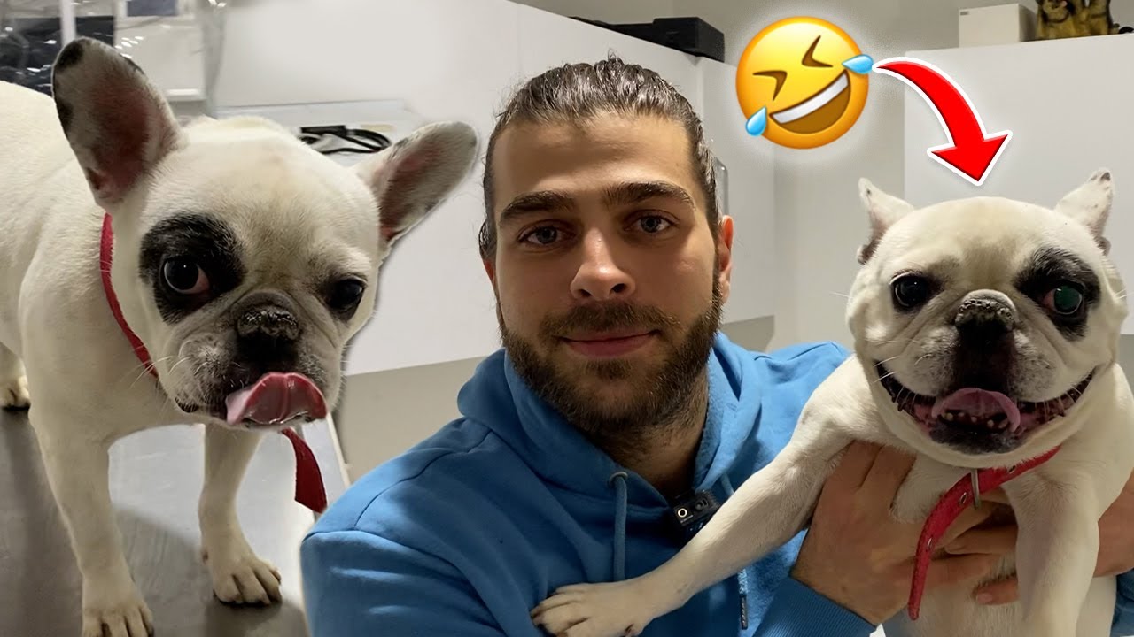 СУМАСШЕДШИЙ ФРАНЦУЗСКИЙ БУЛЬДОГ БЬЯНКА! 😂 #TheVet