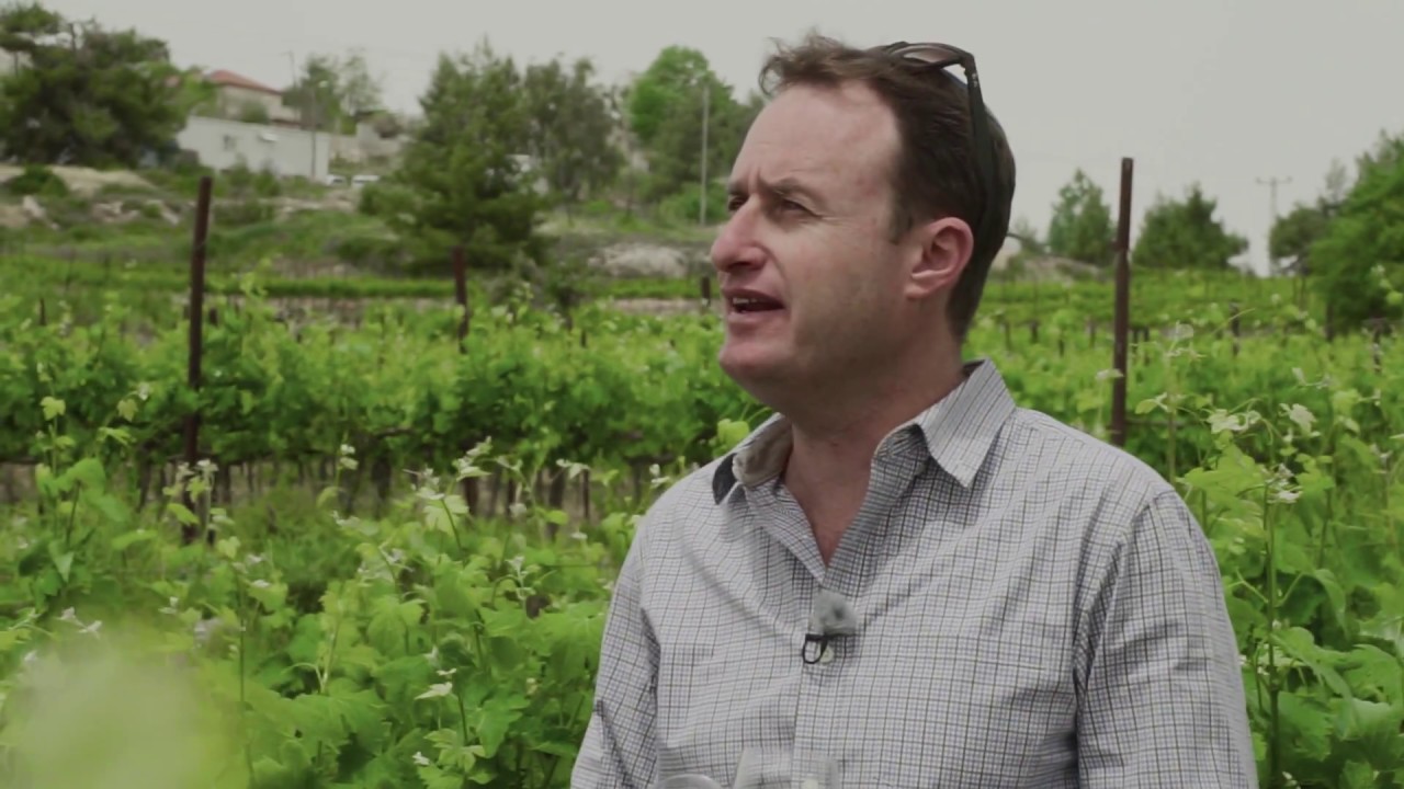 Now and Then: Israel's Ancient Vineyards, From Bible Times to Today