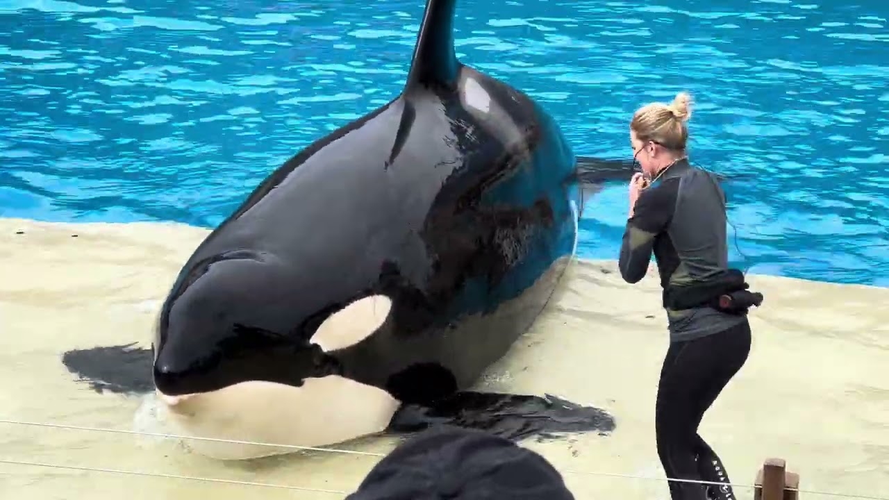 You Won’t Believe What These Killer Whales Did at SeaWorld San Diego!