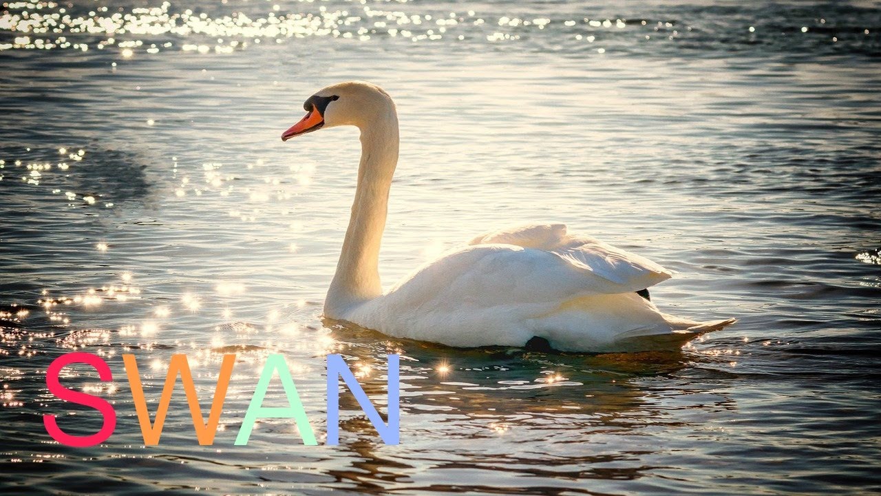 Swans, Cygnets and Swans sound