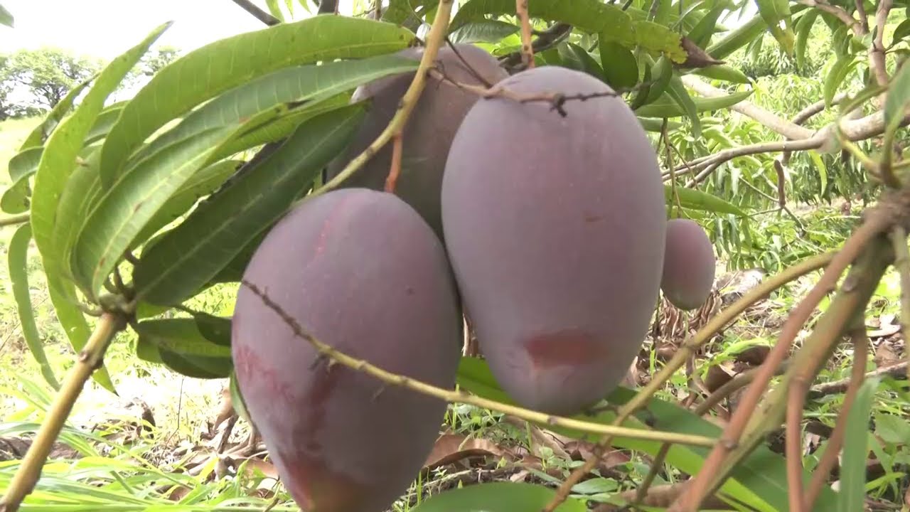 Hechos del Agro - Cosecha de mango panades