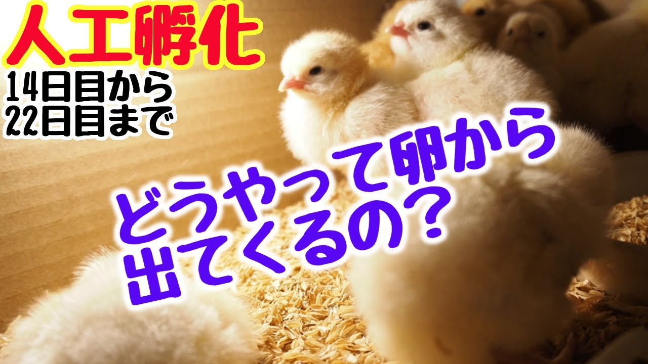 卵からヒヨコが生まれるまで②【自給生活北海道ぐるりの暮らし#83】孵卵器を使った人工孵化の様子。今回は、まさに卵からヒナが出てくる3日間の様子をじっくりお届けします。