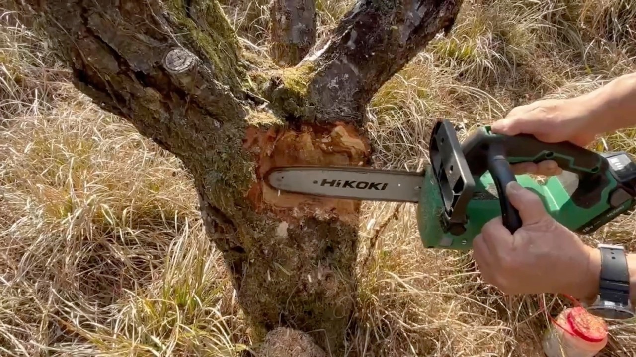 【HiKOKI(ハイコーキ) 18V コードレスチェーンソー】梅の木の腐った部分をどうにかする