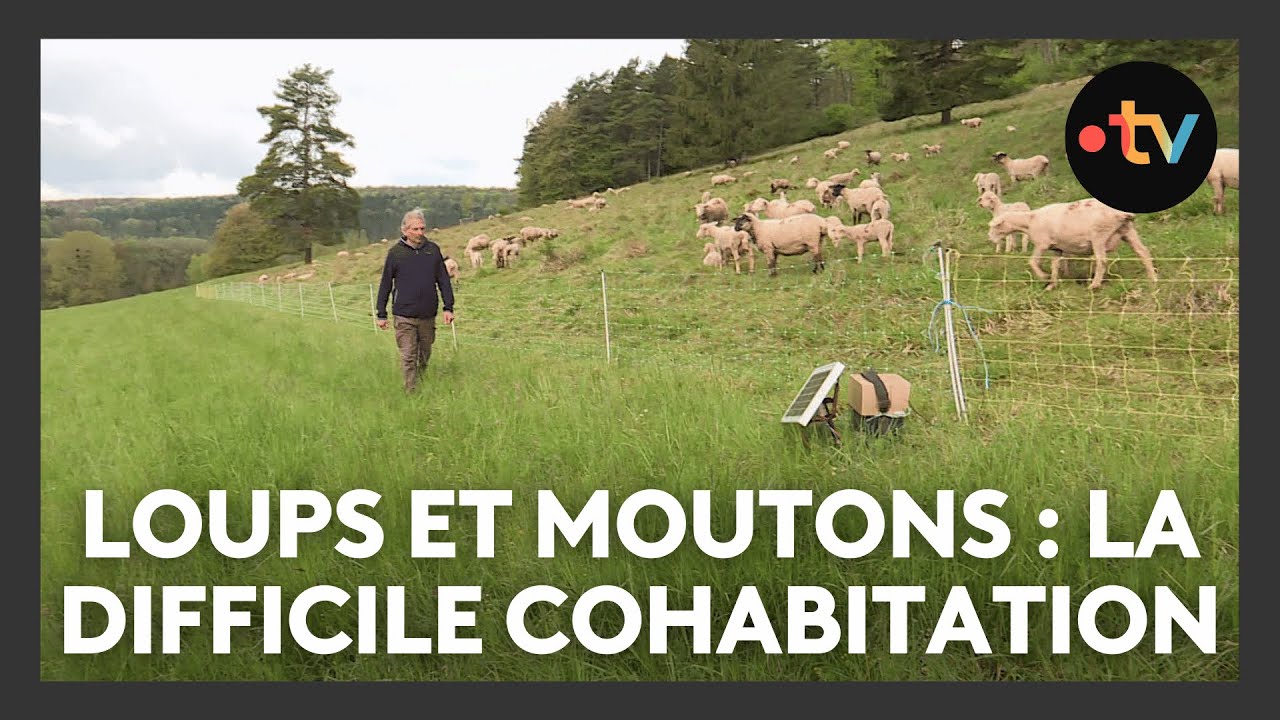 Comment faire cohabiter loups et éleveurs