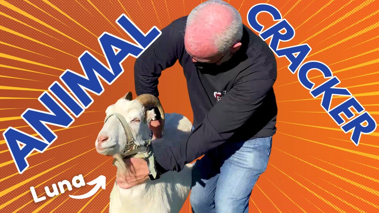 🐐 CHIROPRACTOR ADJUSTS A GOAT!  |  ANIMAL CRACKER