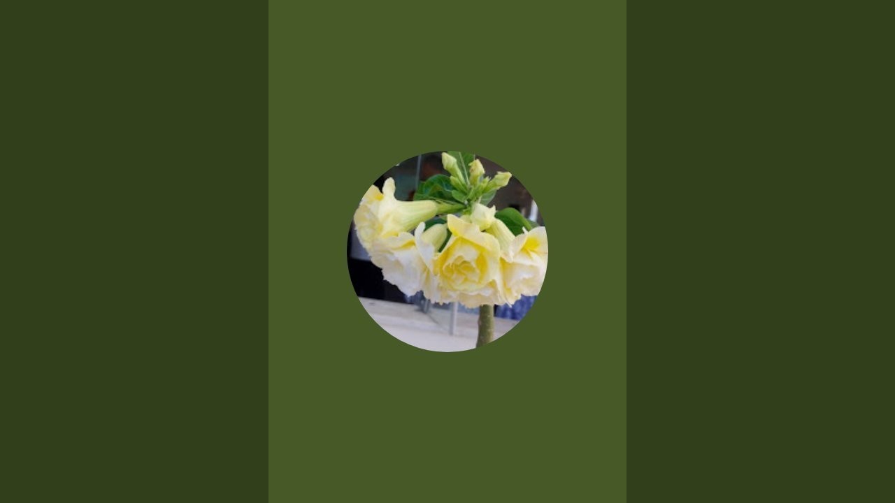 recanto das plantas vdl  está ao vivo!