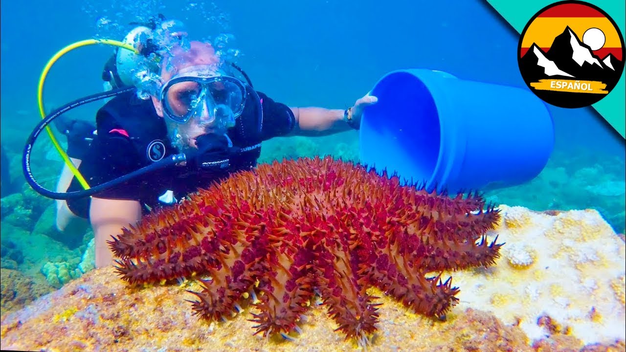 CONOCIENDO A LA ESTRELLA DE MAR MÁS TÓXICA | Increíbles criaturas marinas | Brave Wilderness Español
