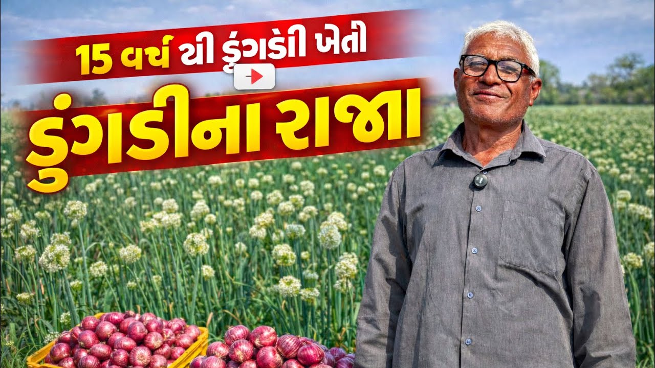 ડુંગડીની ખેતી સંપૂર્ણ માહિતી | વાવણીથી કાપણી સુધી