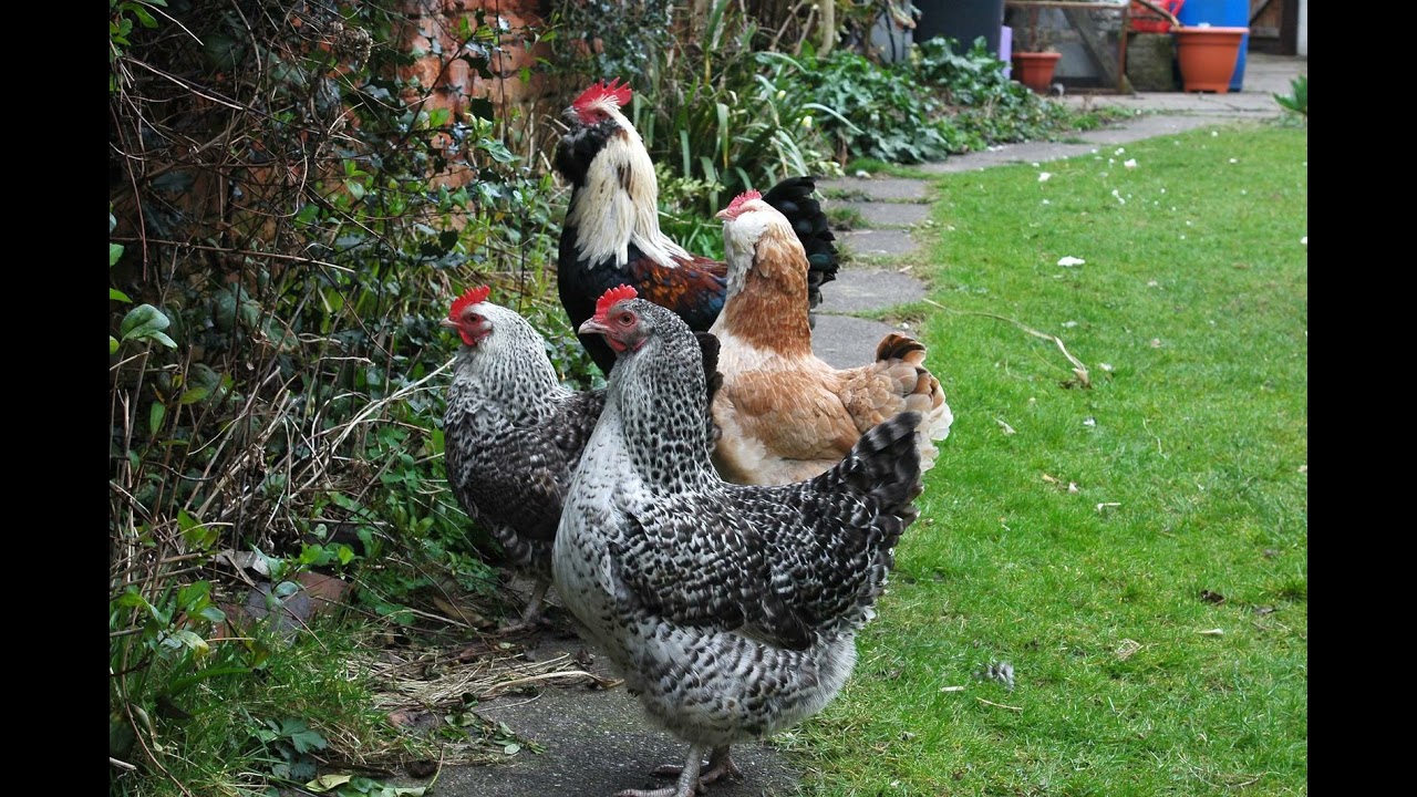Clucking Chickens | Sound Effects