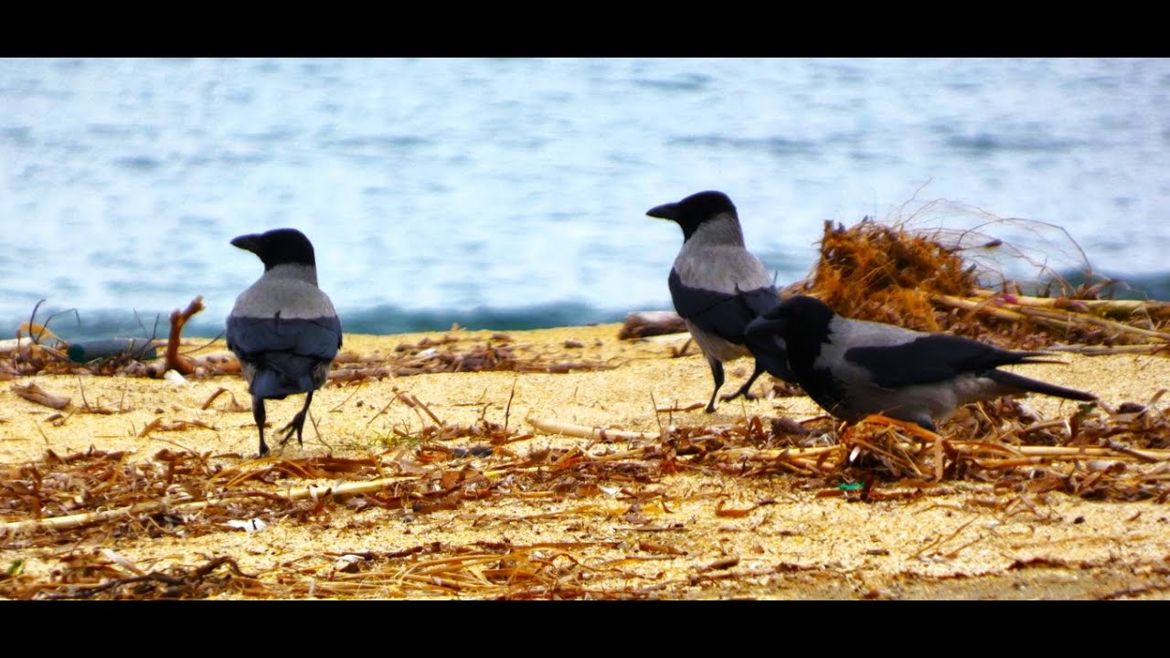The scald crow  Corvus cornix  on feeding