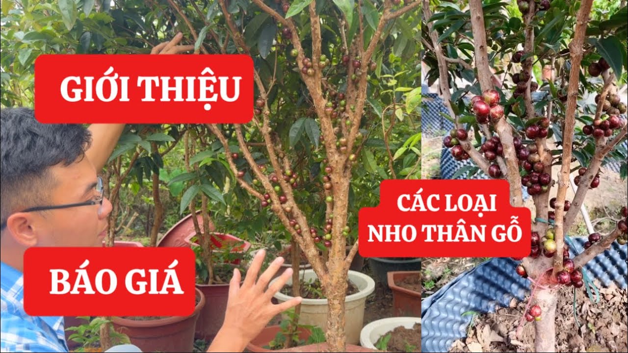 Ngày 10/7 Giới Thiệu và Báo Giá NHO THÂN GỖ ,ĐÀO TIÊN CHỊU NHIỆT nhật bản / Sđt/Zalo 0923916866