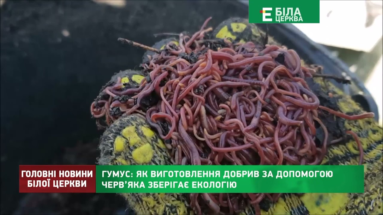 Гумус: як виготовлення добрив за допомогою черв’яка зберігає екологію