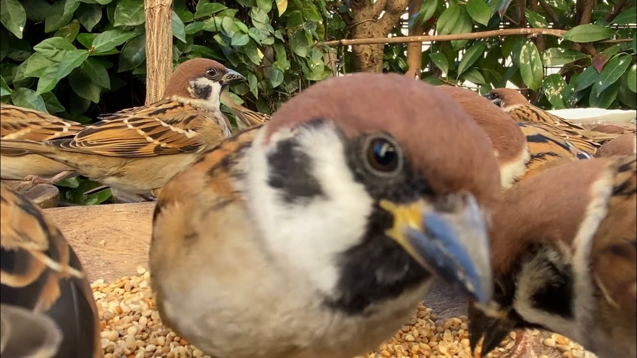 2025.12.9. 編集、解説なしの動画🐤