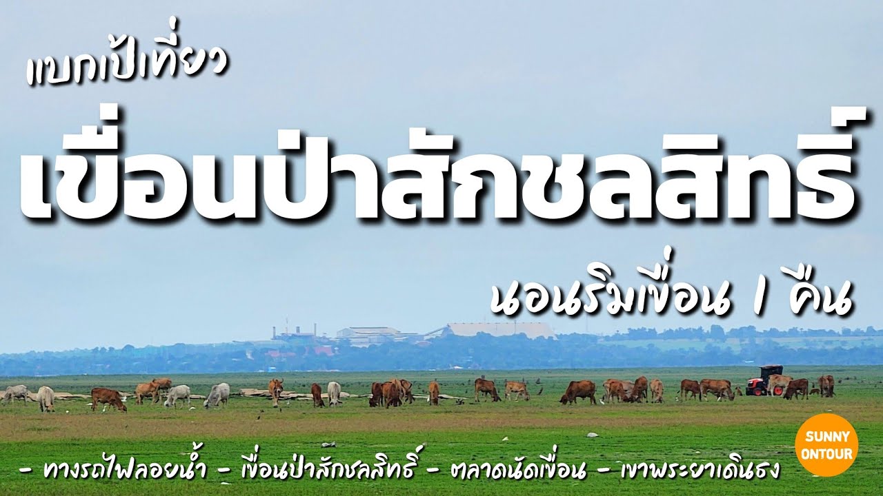 แบกเป้เที่ยวเขื่อนป่า​สัก​ชล​สิทธิ์​ ดูวัวกินหญ้าทุ่งริมเขื่อนทางรถไฟลอยน้ำ ชมวิวเขาพระยาเดินธง