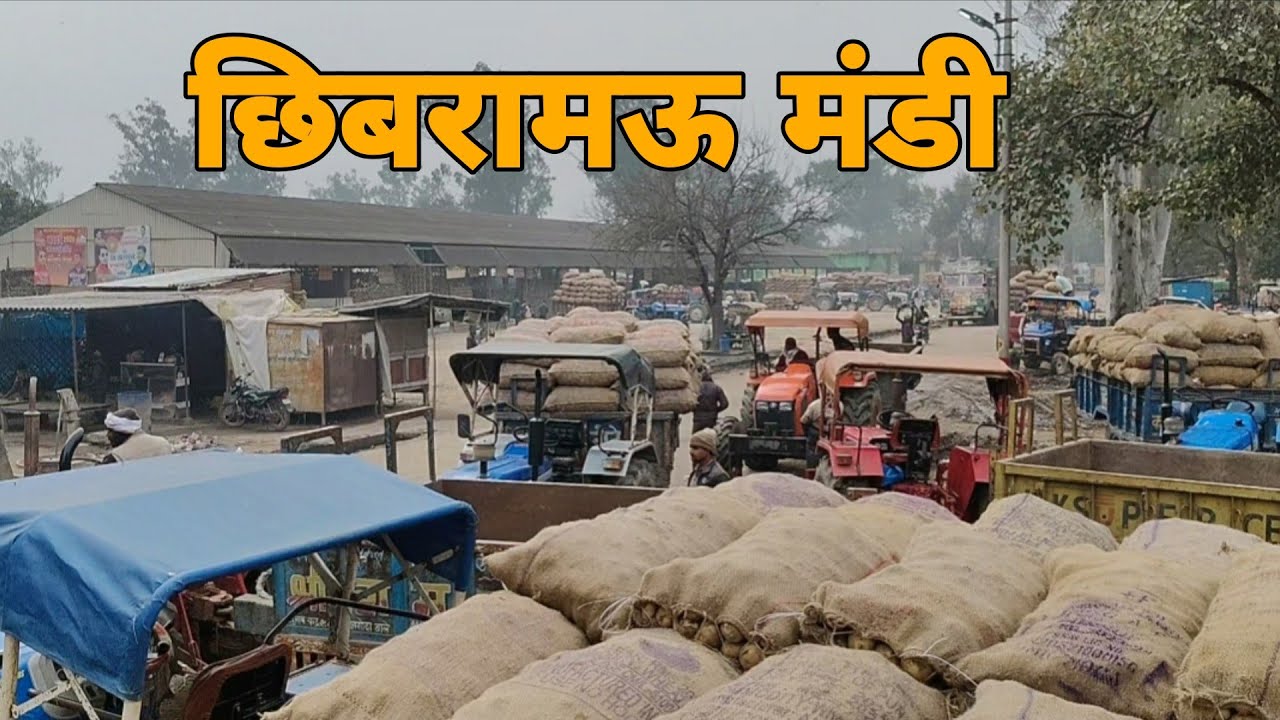 1 February 2026 आज का आलू का भाव छिबरामऊ मंडी || Aaj Ka Aalu ka bhav chhibramau Mandi 