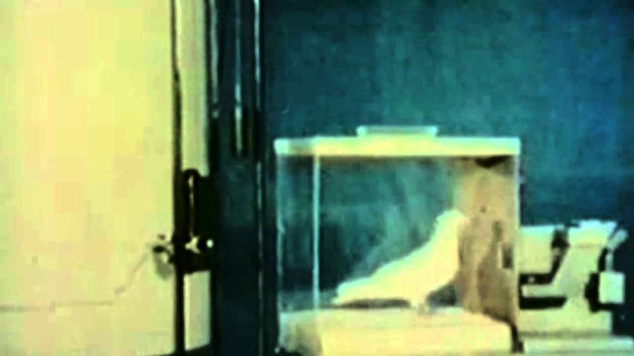 Behaviorismus nach B. F. Skinner