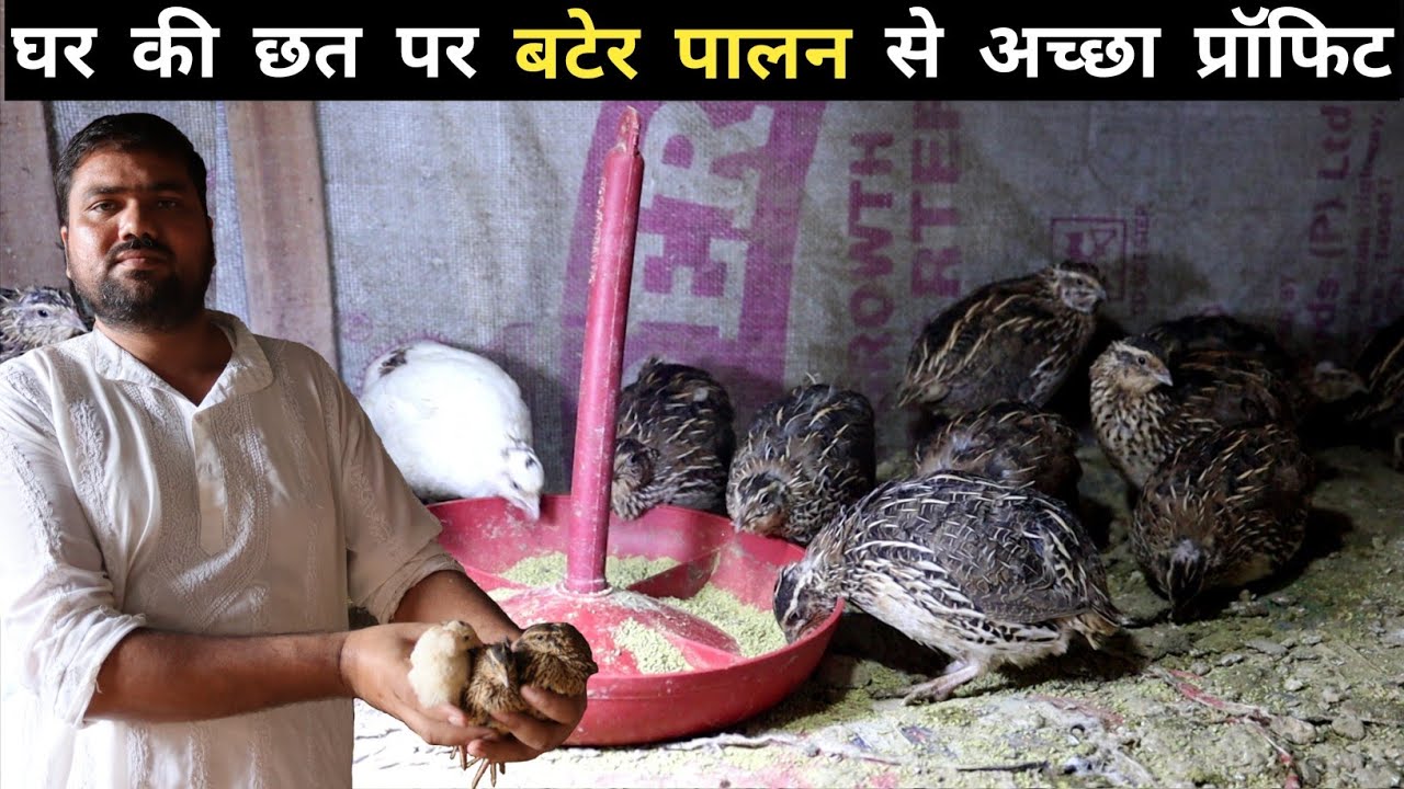 घर की छत पर कर रहे हैं बटेर पालन | Quail Farming In India