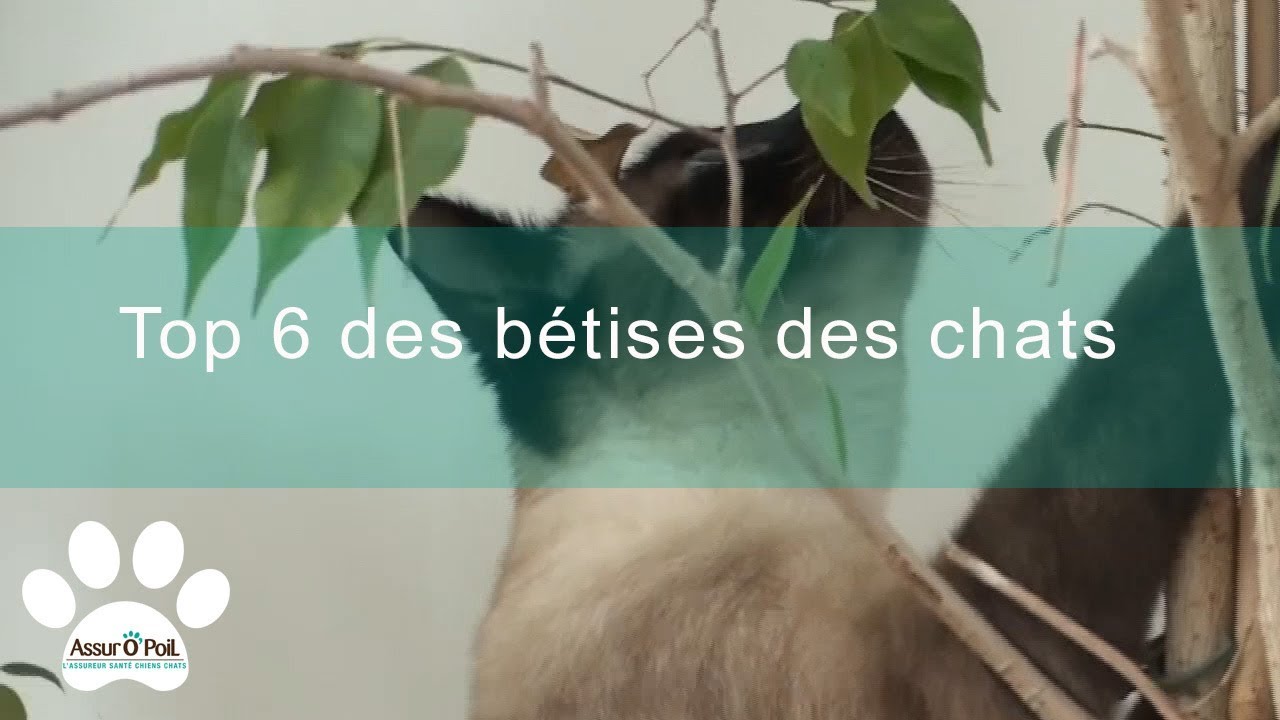 6 bêtises que font les chats | Assur O'Poil
