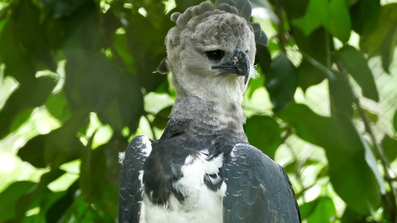 The Harpy Eagle A Bird With Claws Bigger Than a Grizzly Bear