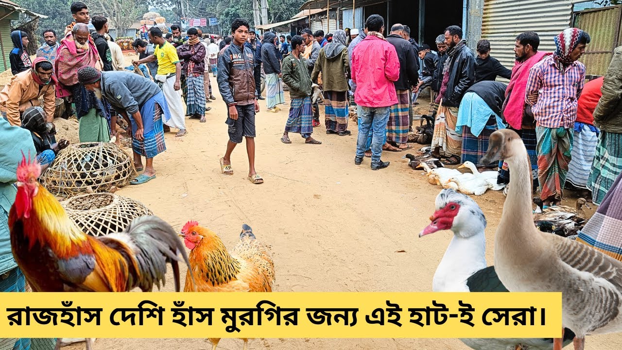 দেশি হাঁস মুরগি এবং রাজহাঁস চীনা হাঁসের জন্য নালিতাবাড়ী হাট-ই সেরা ও সুলভ! হাঁস মুরগির হাট ২০২৪