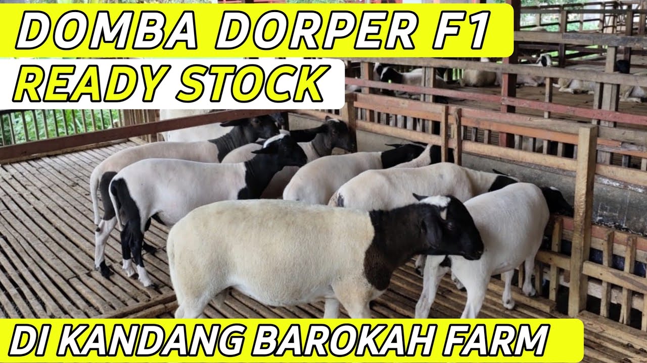 Stok Domba Dorper F1 di Barokah Farm Kediri | Cara Ternak Ghaper